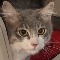 CHAD, chat à adopter