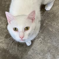 Snow, chat à adopter