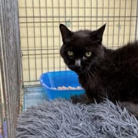 Bibimbap, chatte à adopter