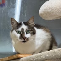 Bulgogi, chat à adopter