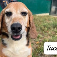 TACOS, chien à adopter