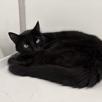 ARTHUR, chat à adopter