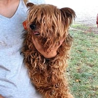 AZALEE, chienne à adopter