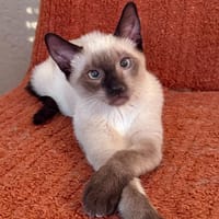 HARU, chat à adopter