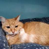 Princesse, chatte à adopter