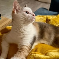 kincha, chatte à adopter