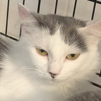 CHICKIE POO-POO, chatte à adopter