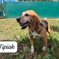 TIPIAK, chienne à adopter
