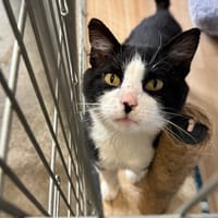 Donburi, chat à adopter