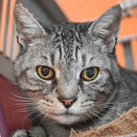 MINOU, chat à adopter