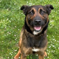 Tyson CAA14041, chien à adopter