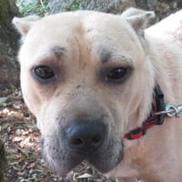 TROTTY, chien à adopter