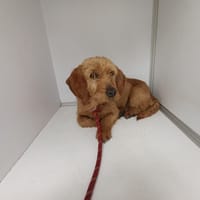 Espoir, chienne à adopter