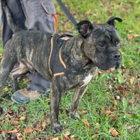 DJACK, chien à adopter
