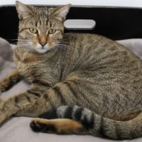 BIHOTZA, chatte à adopter