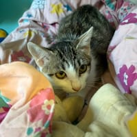 SWEPS, chatte à adopter