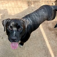 MARLEY, chien à adopter