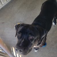 Marley, chien à adopter
