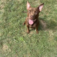 ELBA, chienne à adopter
