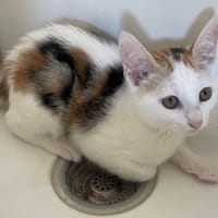 PECHE, chatte à adopter