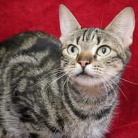 Maya  HAB17336, chatte à adopter