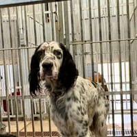 GéGé, chien à adopter