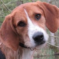 WALTER, chien à adopter