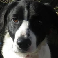 BUSTER, chien à adopter
