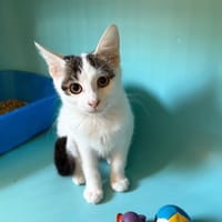 OREILLETTE, chatte à adopter