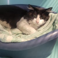 OLIVE, chat à adopter