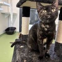 Darla, chatte à adopter