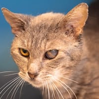 POOF, chat à adopter