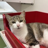 Isis, chatte à adopter