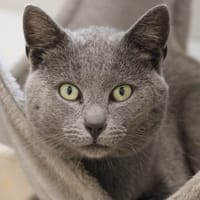 Primo, chat à adopter