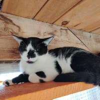 SCUTIGERE, chat à adopter