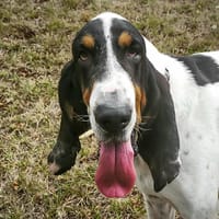Kiko, chien à adopter