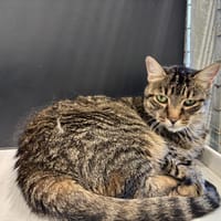 YUMI, chatte à adopter