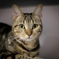 DIZZI, chatte à adopter