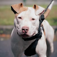 OURANOS, chien à adopter