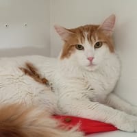 CUPCAKE, chat à adopter