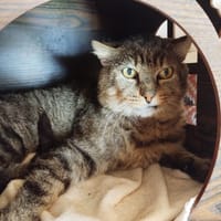 Jules, chat à adopter