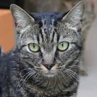 Rio, chat à adopter