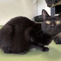 VIOLETTE, chatte à adopter