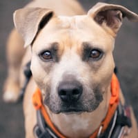 LAIKA, chienne à adopter