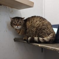 TITOUNE, chatte à adopter