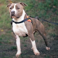 Ussop, chien à adopter