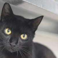 Avi, chat à adopter