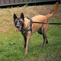 MARCEL, chien à adopter