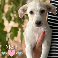 Mela, cane femmina da adottare