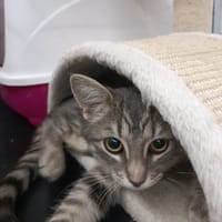 Ivy, chatte à adopter